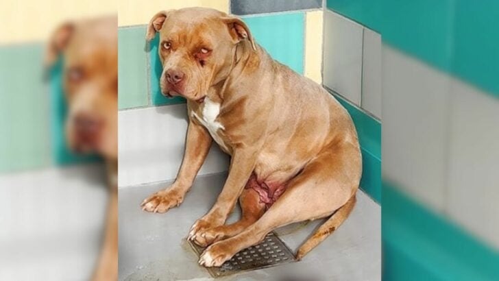 A terrified Pit Bull was on the verge of being euthanized when an extraordinary event occurred