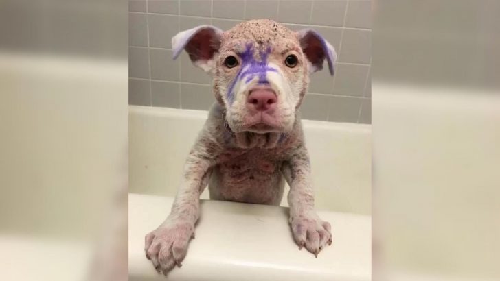 A Good Person Saved A Hairless Puppy Covered In An Unknown Coat Of Paint