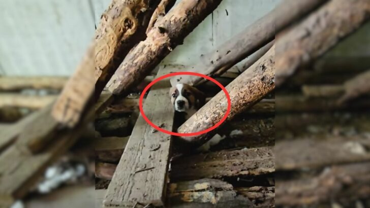 A rescuer was astonished upon discovering an animal observing him from a deserted stairwell