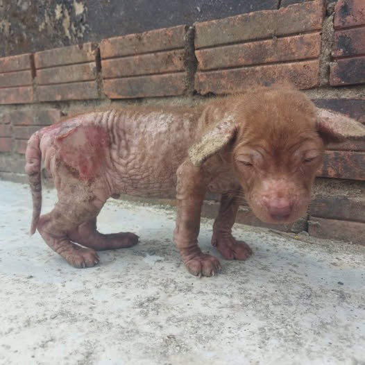 The poor dog was cruelly abandoned and had to wander the streets looking for food