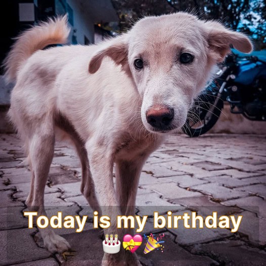 Today is my birthday but there is no greeting, is it so hard to wish a stray dog ​​a happy birthday?