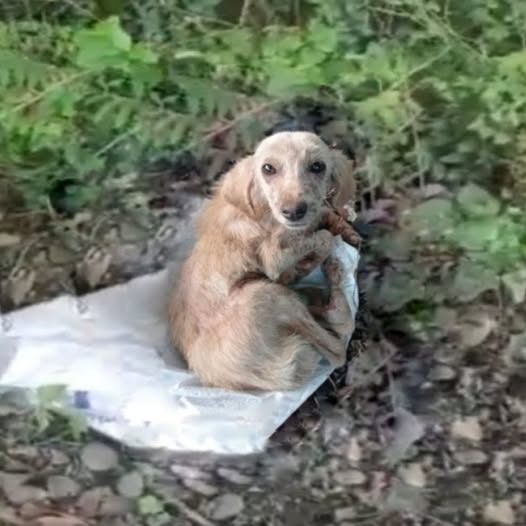 Heartbreaking story of a stray dog ​​being cruelly abandoned in the deep forest, leaving him with nothing but skin and bones