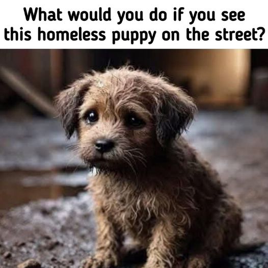 What would you do if you see this homeless puppy on the street?