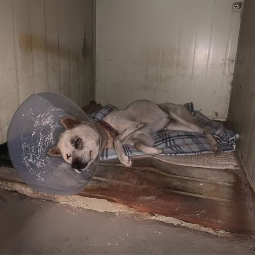 Heartbroken to find abandoned dog lying lifeless in an abandoned house