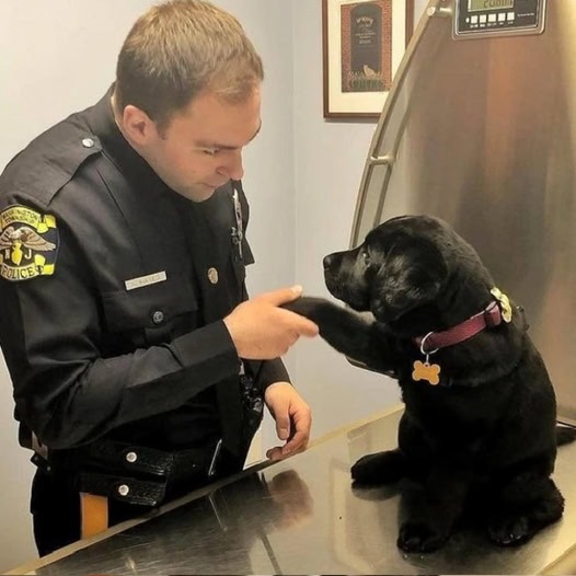 This police officer rescued this abandoned puppy from an abandoned house and now he is dedicated to caring for and healing the puppy’s broken heart