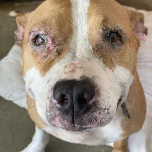 This poor dog, with severely damaged skin, was cruelly abandoned by its owner