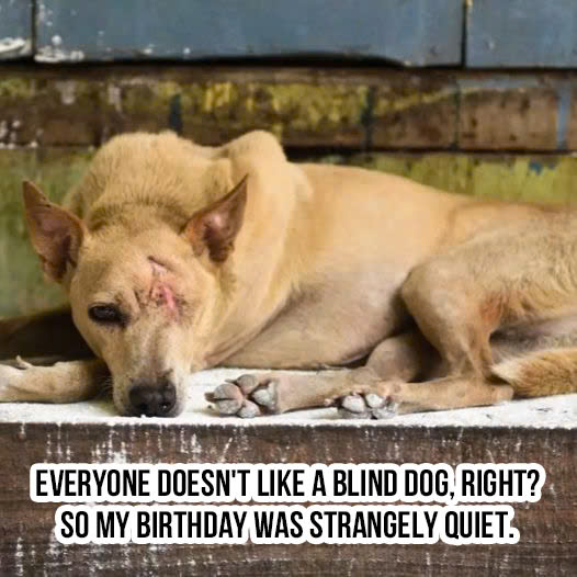 Everyone doesn’t like a blind dog, right? So my birthday was strangely quiet.