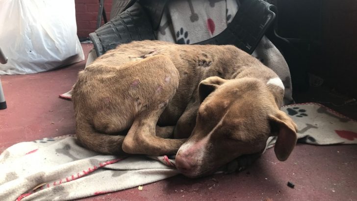 A Missouri woman was taken aback to discover an injured puppy resting on her porch