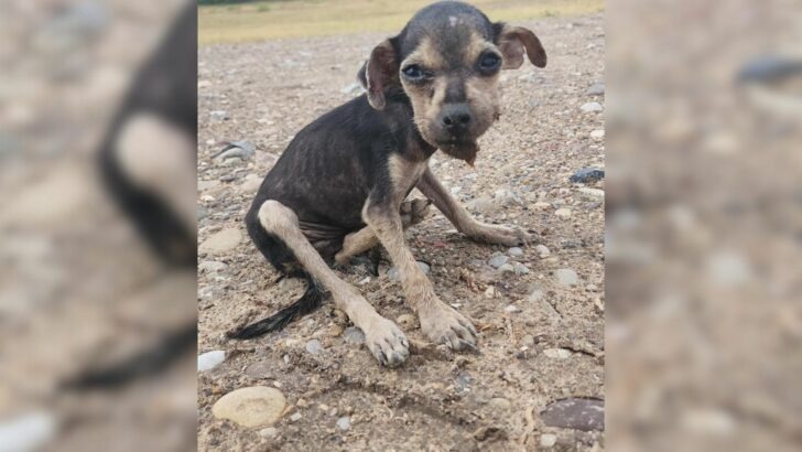 A Texas Border Patrol agent rescued a suffering puppy with a critically injured face during her final moments