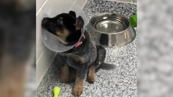 A Shelter Puppy Observes with Sorrow as His Siblings Find Homes While He is Left Unnoticed