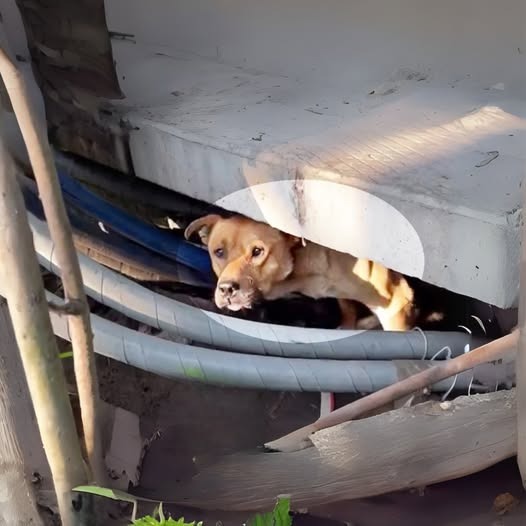 Heartbreaking discovery and rescue of abandoned dog trapped under rubble of abandoned house