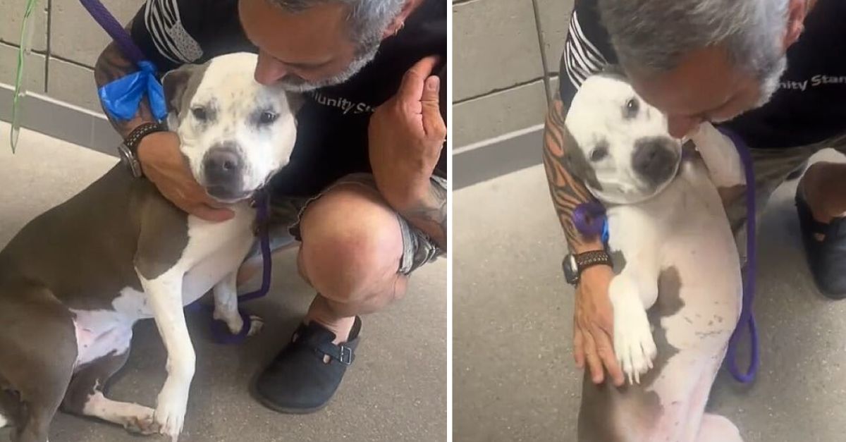 Shelter staff in Arizona were deeply moved when a shelter dog leaped into the arms of her new owner