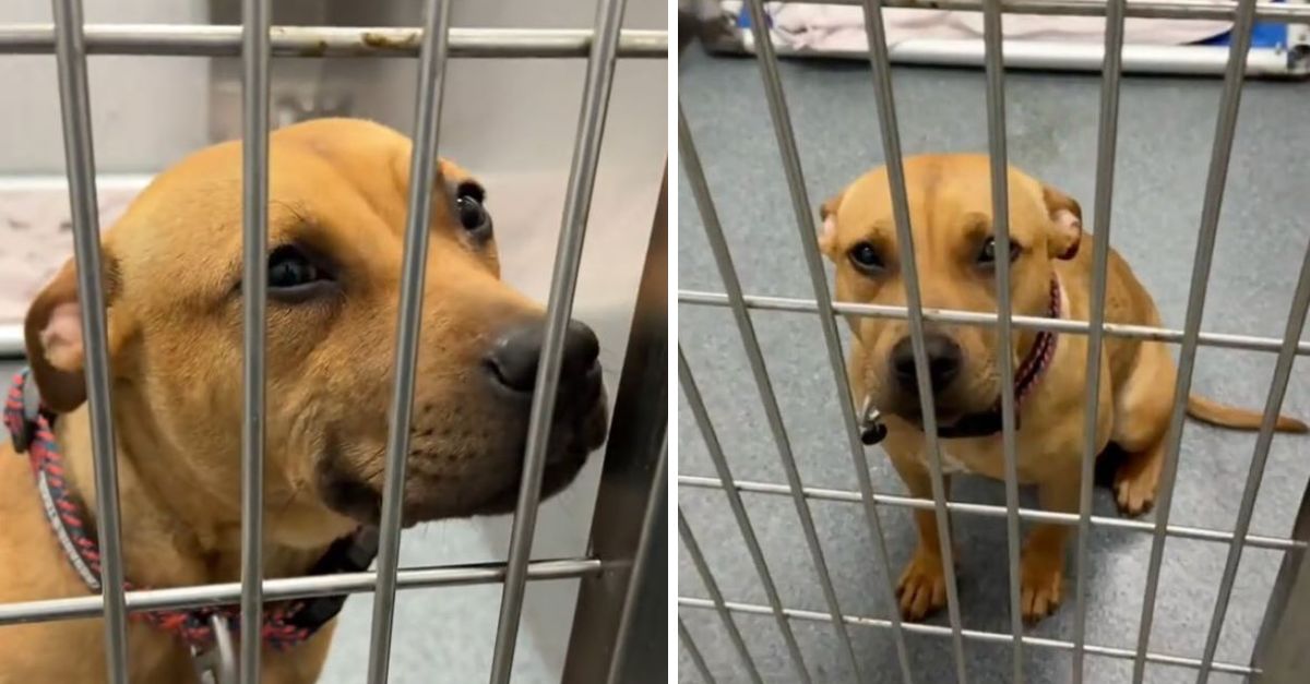 Neglected Shelter Dog Spreads Joy to All, Aspiring to Discover Her Permanent Home