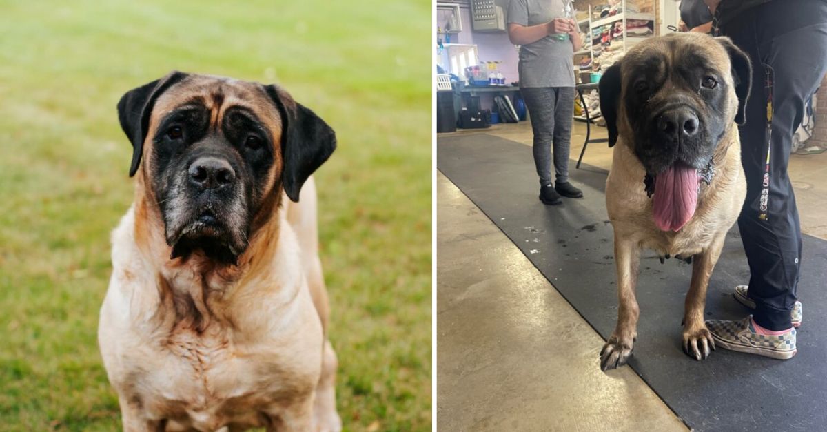 A seven-year-old breeding dog, who has spent her entire life confined in a cage, is now en route to a new home in Oregon