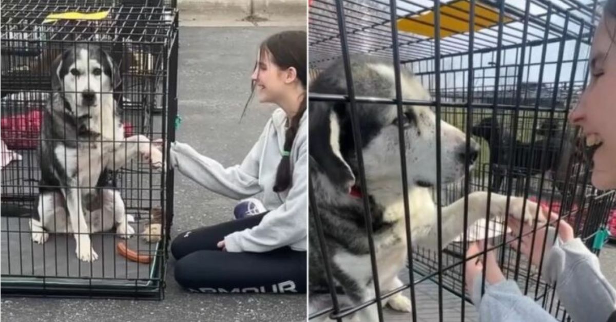 Minnesota woman doesn’t want another dog, but her daughter falls in love with an old dog at a rescue shelter and wants to adopt him