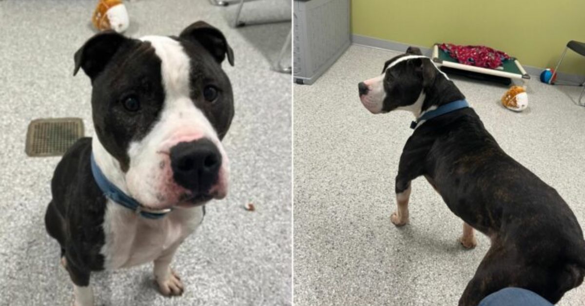 Heartbreaking as dog finds perfect home, then is returned to Indiana rescue after just one day