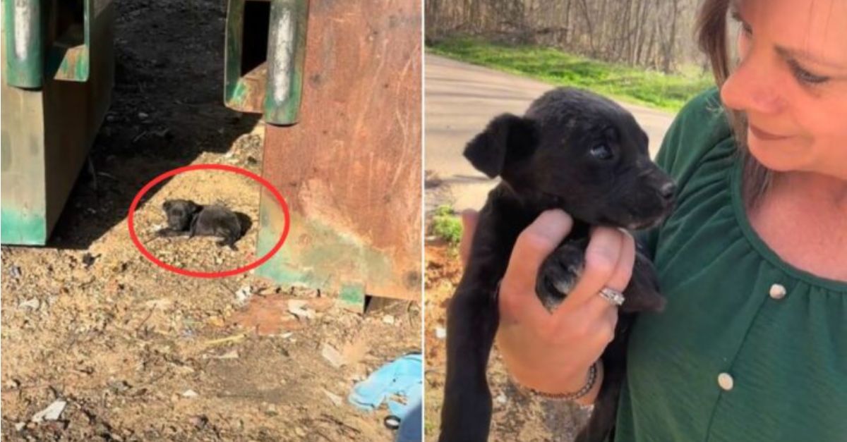 A small, vulnerable puppy discovered trembling beside a dumpster left the rescuer astonished