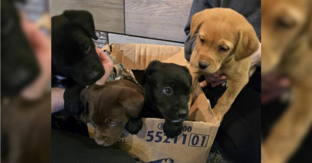 Rescuers were surprised to discover a box containing abandoned puppies left in front of the shelter