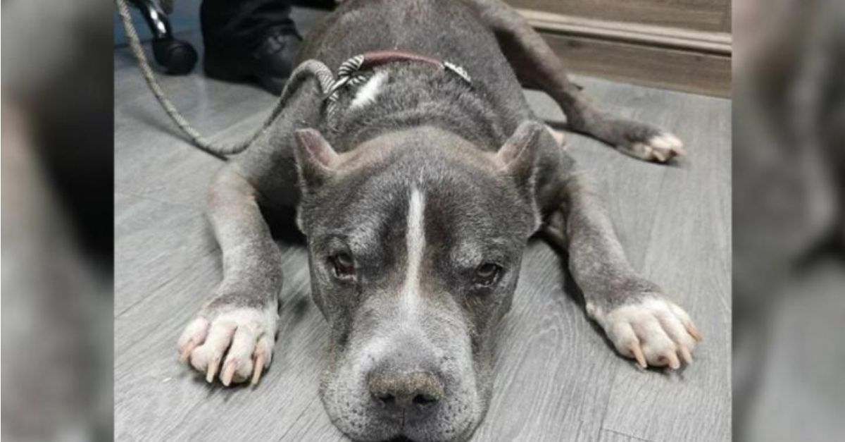 Michigan Rescuers Stunned as Family Abandons Their Ill Senior Dog and Reports Him as a Stray