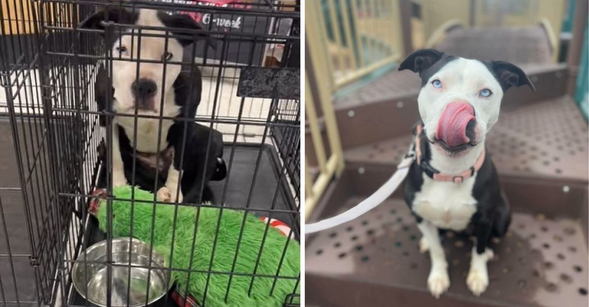 Oklahoma Dog Adopted, Left Perplexed After Family Returns Her 11 Days Later Due to Being ‘Inconvenient’