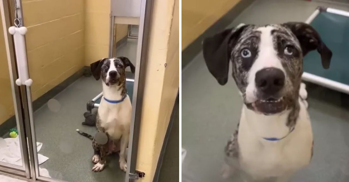 Heartbreaking as puppy adopted with sister returned to Florida shelter just 24 hours after adoption