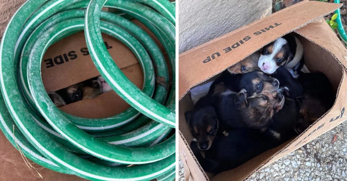 A Texas woman was taken aback by strange noises emanating from a box, leading to a startling revelation