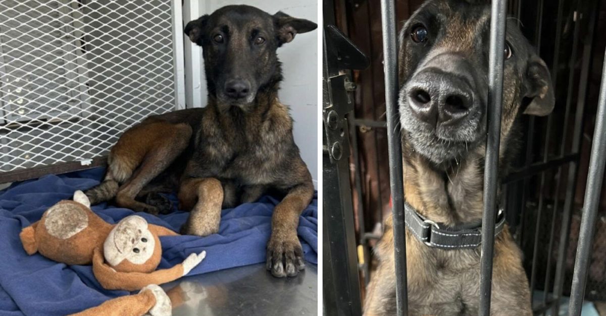 Oregon residents abandoned their dog along with her beloved stuffed monkey, leaving her to suffer from starvation