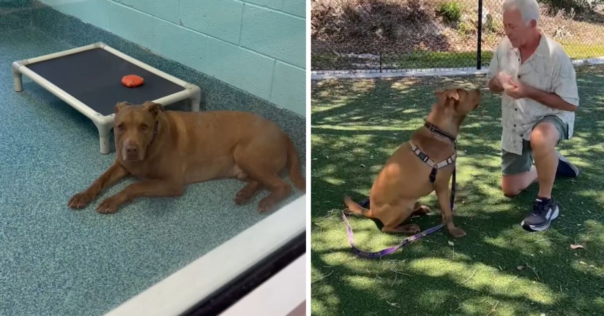A dog lived in a Florida shelter for three years, afraid of humans because of past abuse, until he met a special person who gave him the love he had never had before
