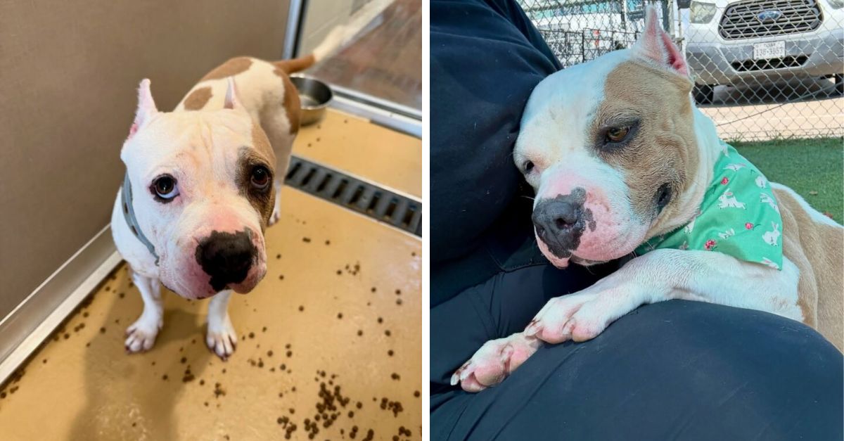 A dog at a Texas shelter observes other puppies being adopted, unaware that her opportunity is about to end