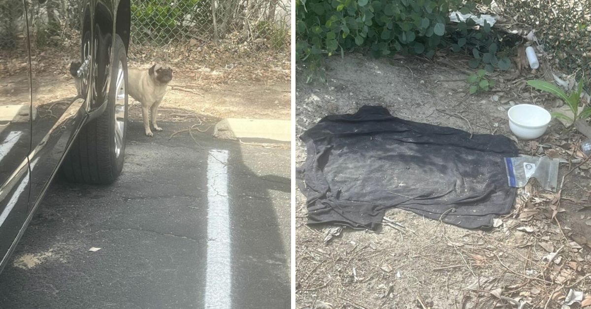 A neglected pug rested on a worn shirt in a California parking lot for several days, pleading for sustenance