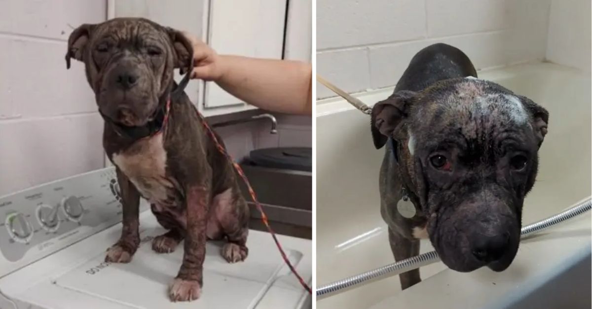 Virginia rescuers successfully save a dog of an enigmatic breed, only to uncover his astonishing identity