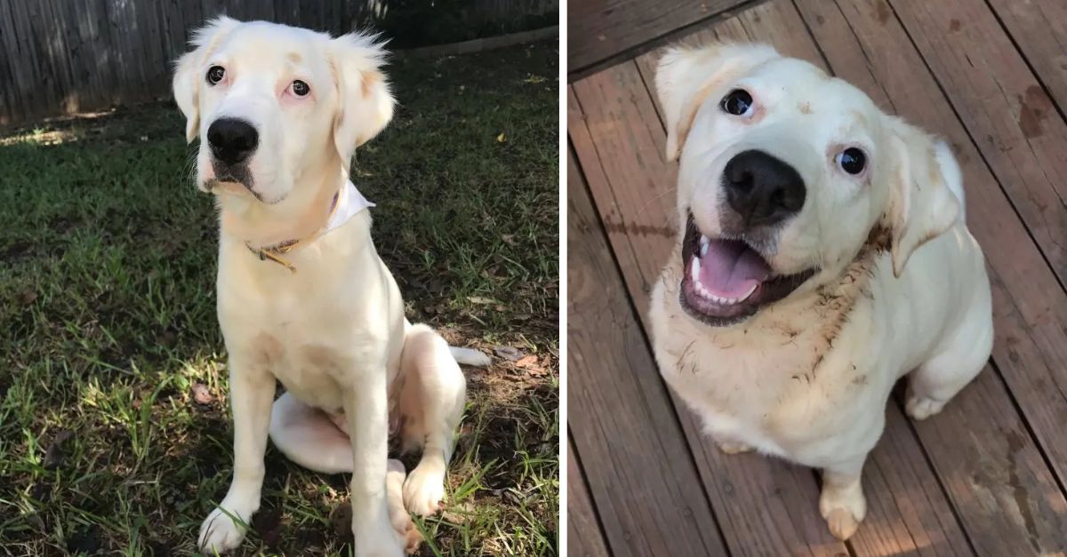 Rescuers in Georgia discovered that the owners had abandoned this affectionate puppy due to their loss of interest in her