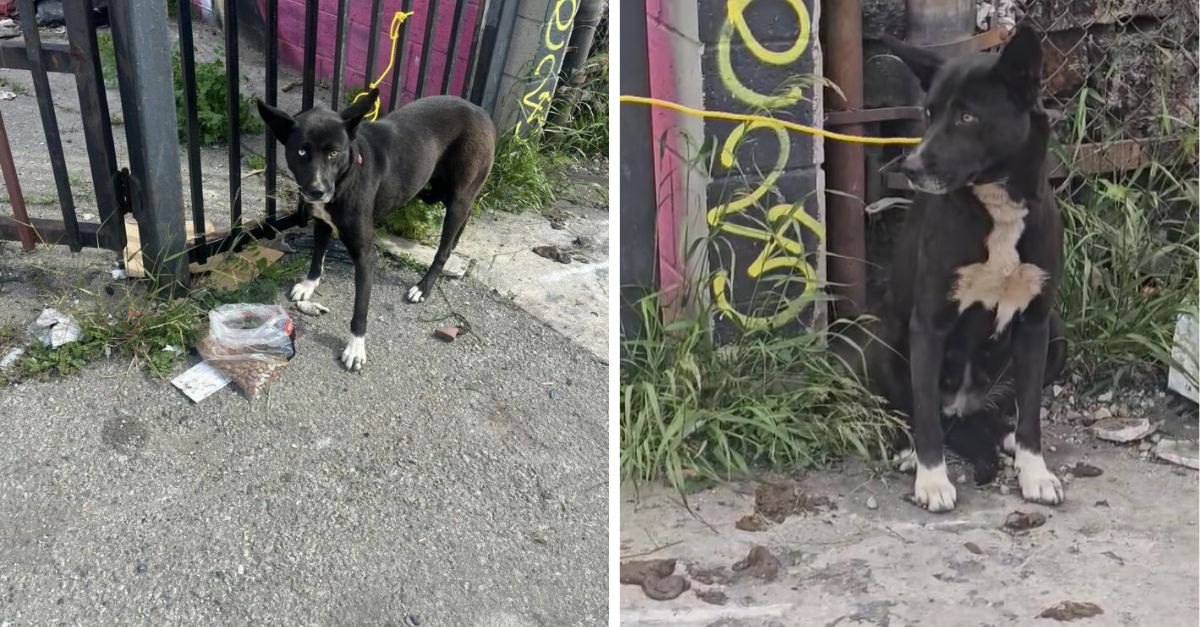 A California security guard was astonished to discover a dog tethered to a fence on the street
