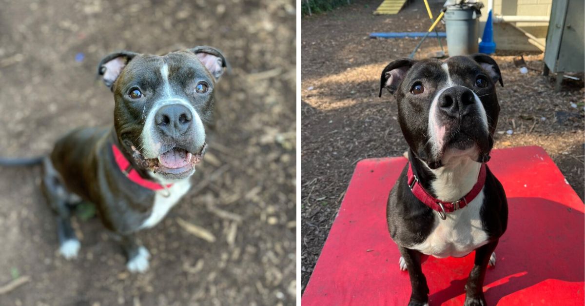 A dog remains at a New York shelter for 1,400 days after its owner declines to retrieve it