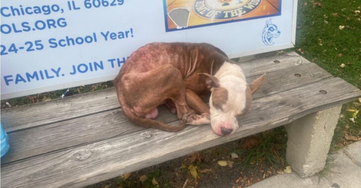 This affectionate dog patiently awaited the return of his owner, unaware that he had been left behind