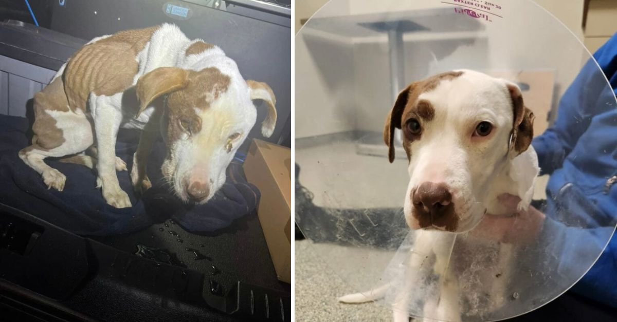A 19-pound dog was found in a pitiful, barely breathing condition by a Pennsylvania police officer