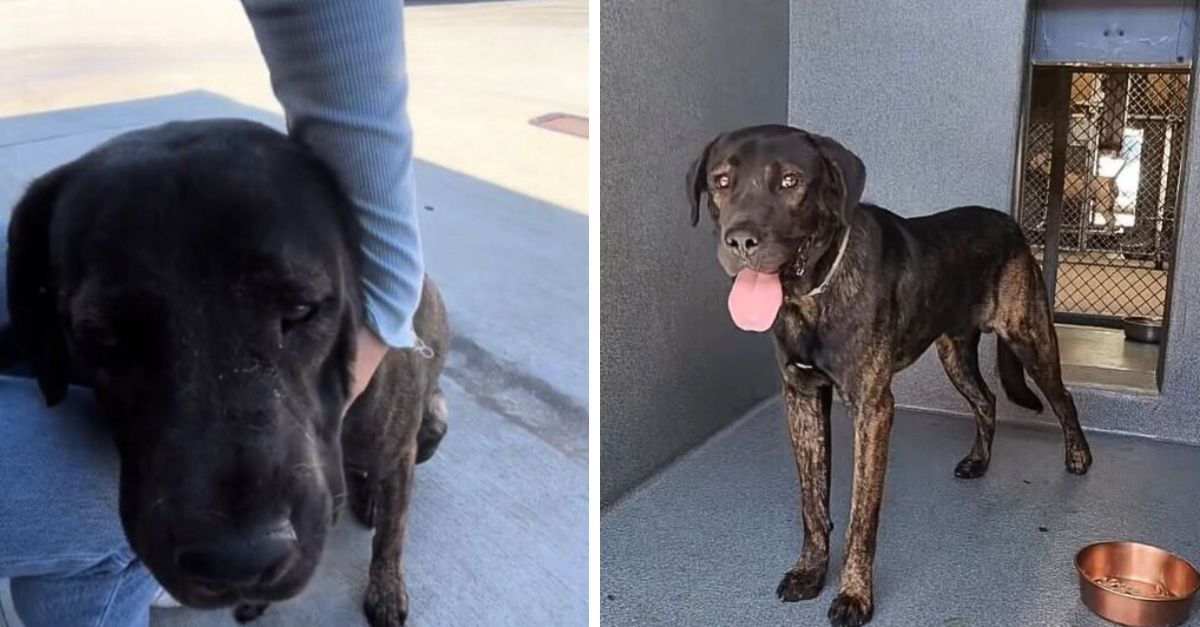 A heartbroken dog returned to the rescue three days after being adopted because its adopter found it annoying
