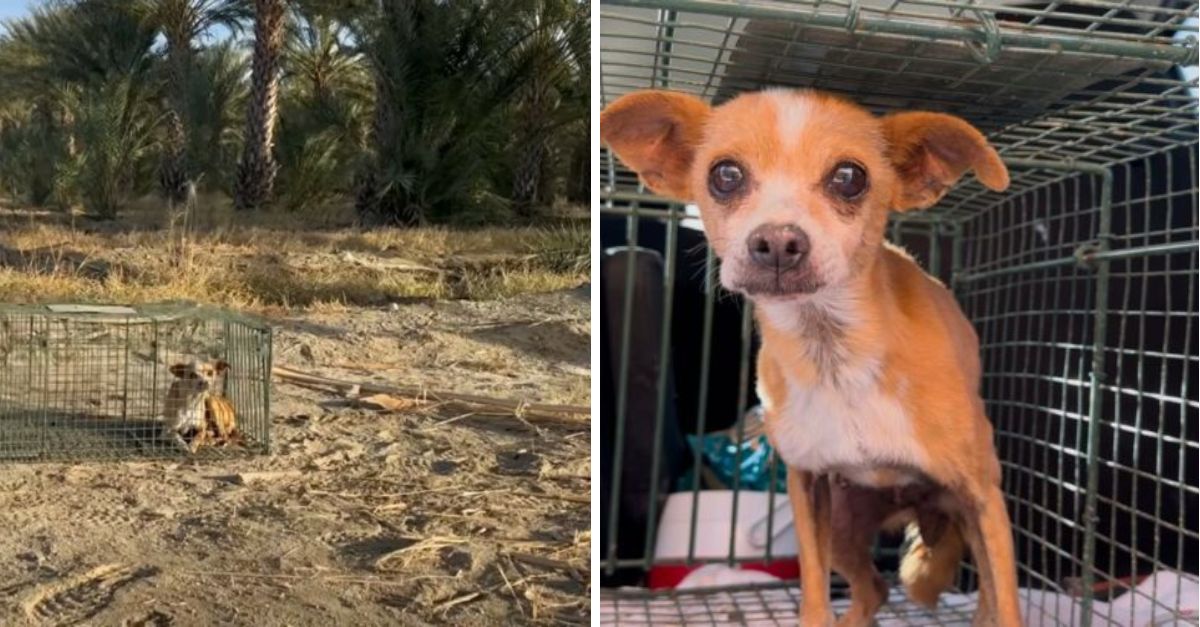 A dog was accidentally abandoned in a deserted land, longing for a happy life, and finally, its dream came true
