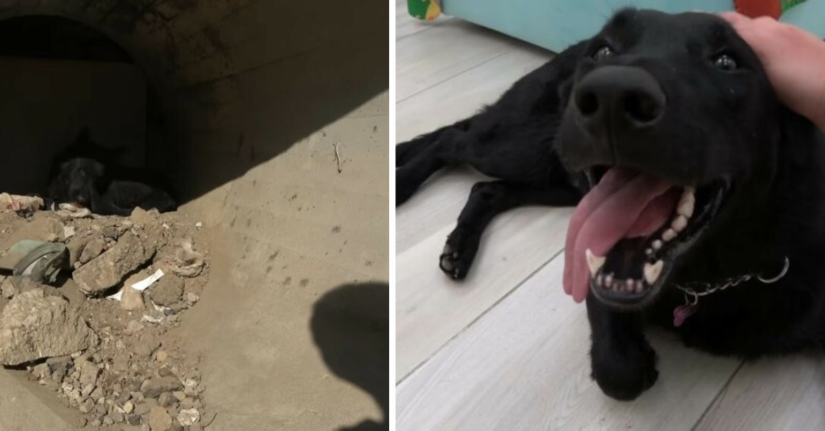 Rescue teams in California were shocked to find a dog stuck in a canal and rushed to its rescue