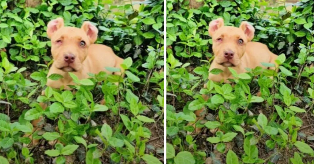 Does this one-eyed puppy found abandoned in a ditch in Tennessee deserve a new home?