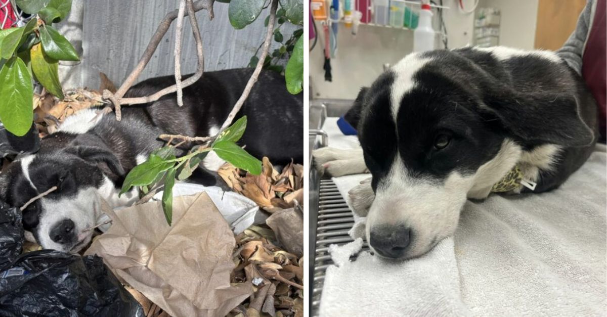 A distressed puppy was found motionless in the bushes, prompting California rescuers to rush to its aid and find the tragic reason behind its behavior