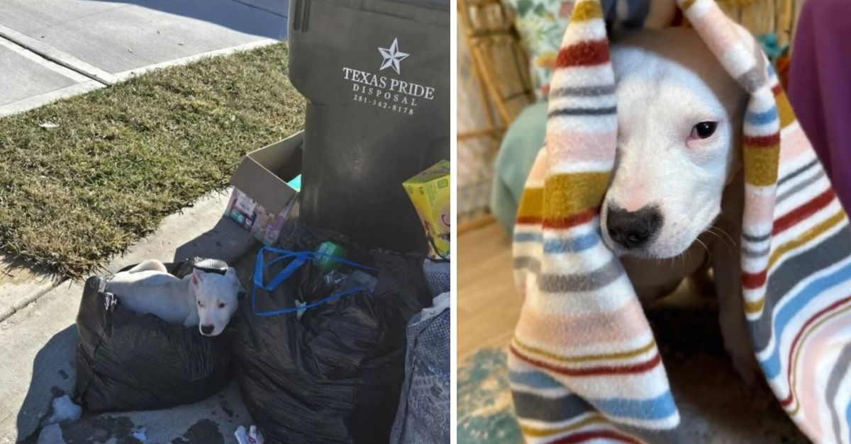 A Texas resident returned home to find an abandoned dog lying next to a trash can, leaving them in shock