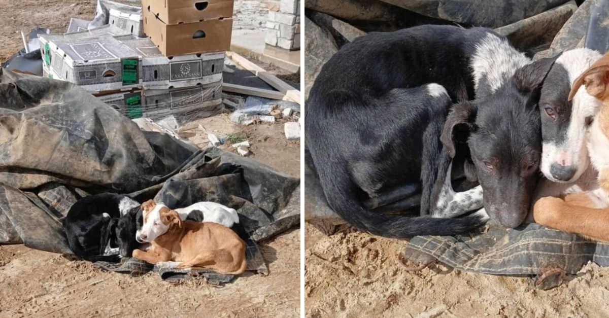 A passerby in Missouri observed a stray dog ​​moving through a pile of trash and was scrambling to find another stray dog ​​nearby