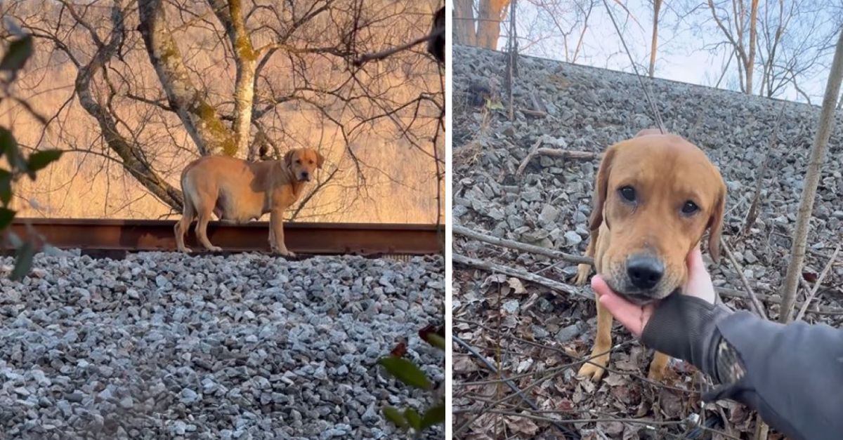 A rescuer hurries to assist a heavily pregnant dog, dedicating hours to locate her in the woods of Georgia