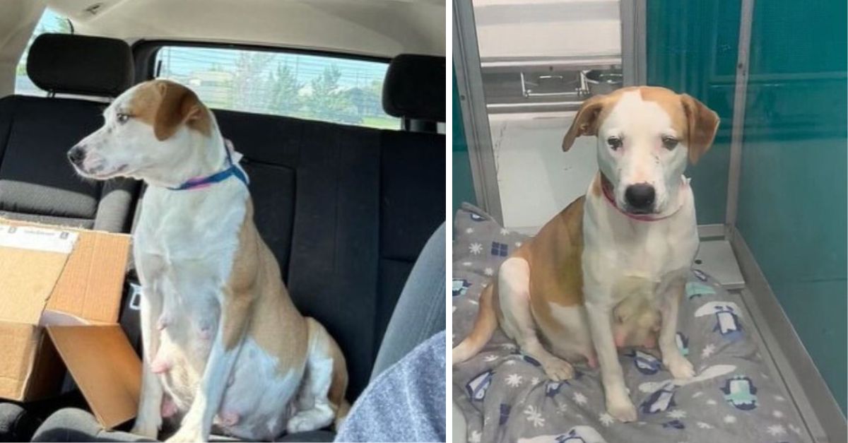 A dog that was nearly euthanized ultimately receives positive news at the last moment