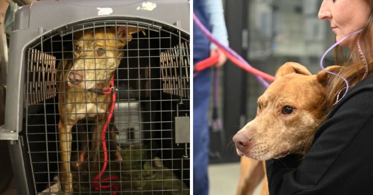 Rescuers Discover a Confused Stray Dog and Reveal the Startling Cause of His Behavior
