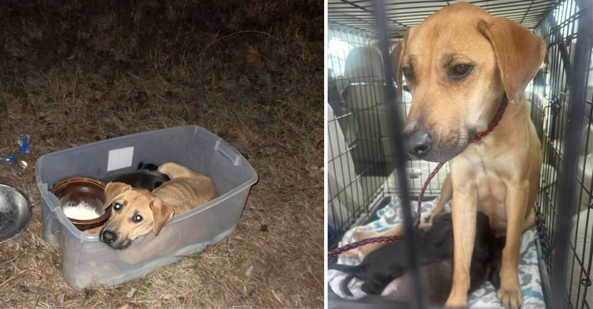 South Carolina rescue team was horrified to find a mother dog abandoned with three puppies in a plastic crate