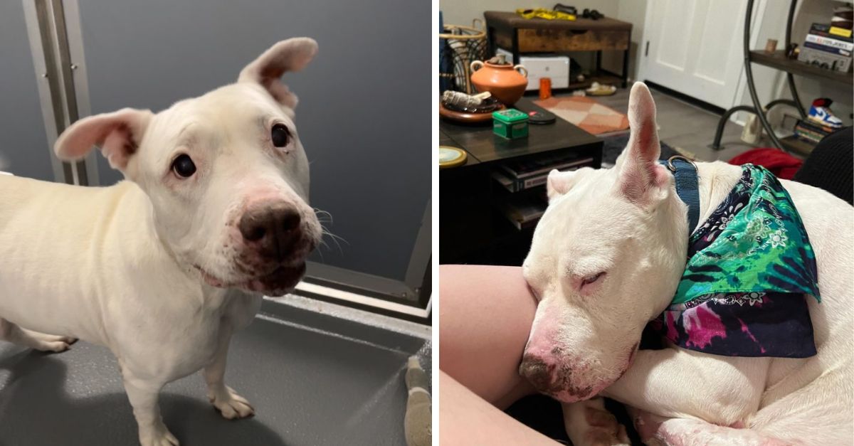 A dog that spent 650 days at a shelter has finally found a permanent home, only to face a tragedy thereafter