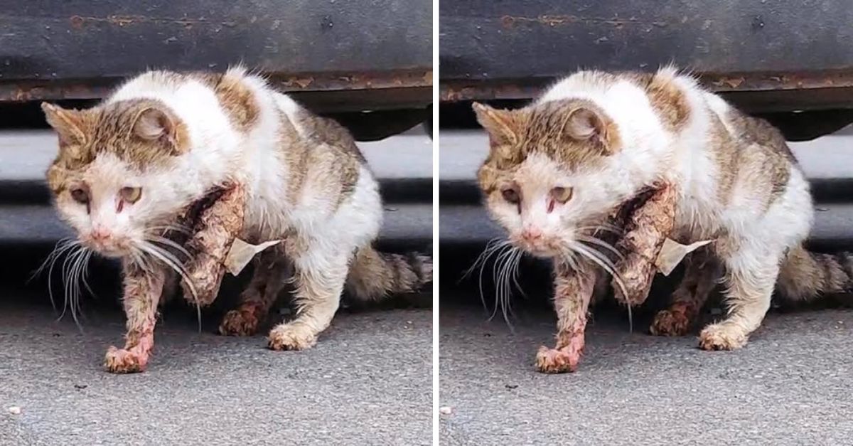 Broken, Heartbroken and Abandoned: This Poor Cat’s Fight for Life Leads to Love and a Forever Home