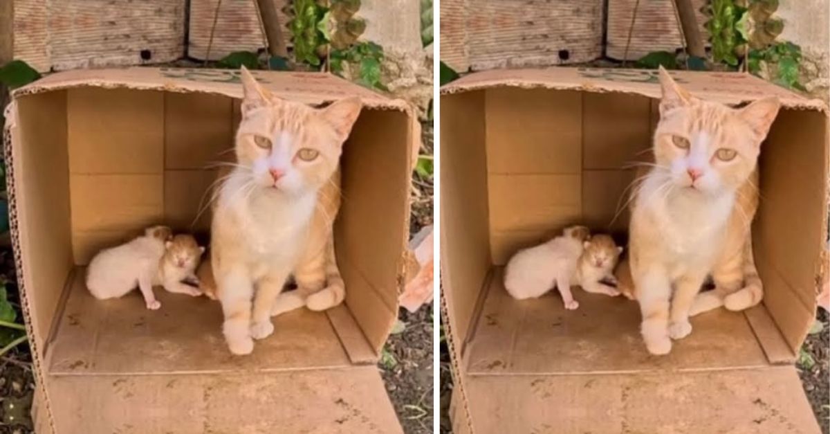 Rescuers exerted every effort to save a three-legged mother cat and her kittens